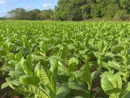 Tabacos de Holguín 04
